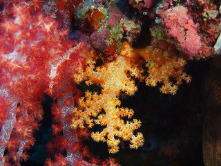 Fototapeta na wymiar The amazing and mysterious underwater world of Indonesia, North Sulawesi, Bunaken Island, soft coral