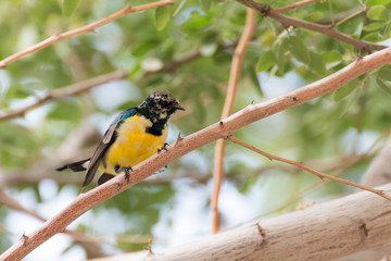Nile Valley Sunbird (Hedydipna metallica) 