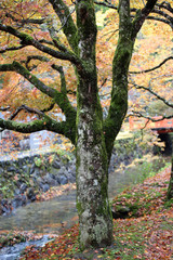高野山の紅葉