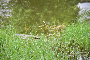 Crocodiles in Phokthara Crocodile Farm