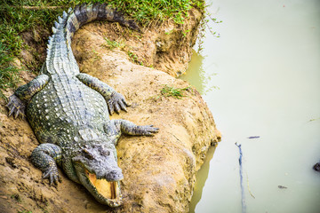 Crocodiles in Phokthara Crocodile Farm