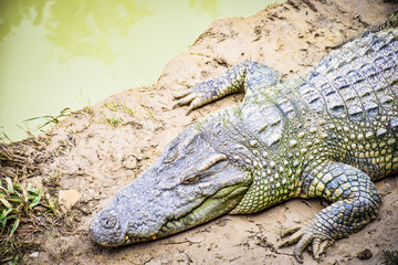 Crocodiles in Phokthara Crocodile Farm