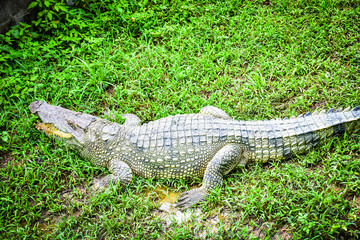 Crocodiles in Phokthara Crocodile Farm