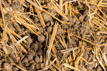 Rabbit beans - Feces on straw.