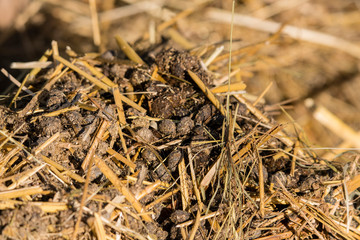 Rabbit beans - Feces on straw.