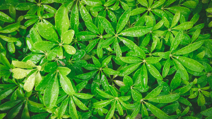 Close-up of fresh green foliage background, Background design., green leaves background.