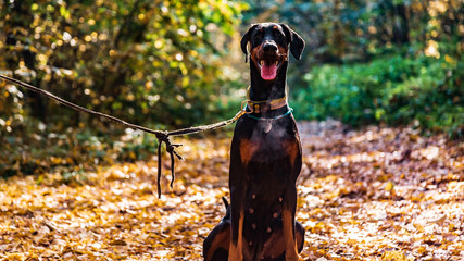 Great black dog Doberman sit on the ground in autumn on the background of yellow leaves
