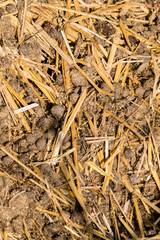 Rabbit beans - Feces on straw.