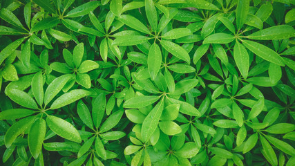 green leaves background, Close-up of fresh green foliage background, Background design.