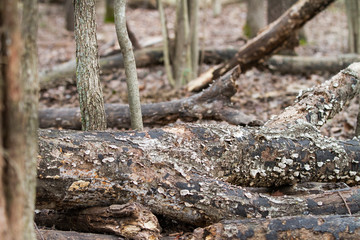 Dead wood in a forest with selective focus