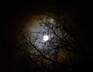 Wolf Moon - full moon in winter with branches and halo