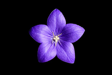 Deep Blue Platycodon Flower Isolated on Black Background