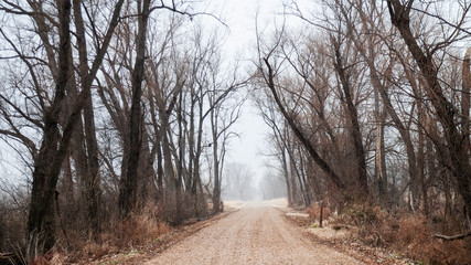 Road in the forest, winter landscape