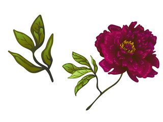 Vector Burgundy peony floral botanical flower. Engraved ink art. Isolated peonies illustration element.