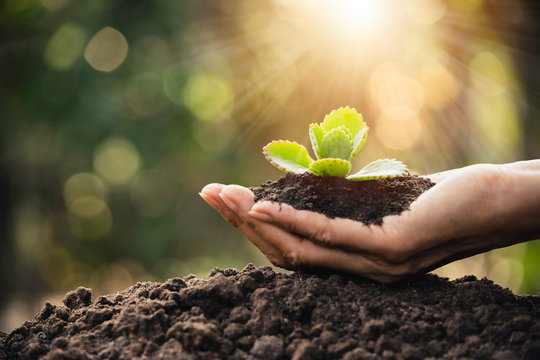 closeup hand of person holding abundance soil with young plant in hand   for agriculture or planting peach nature concept.
