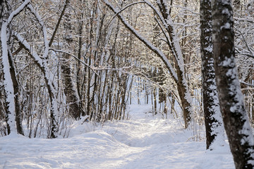 Beautiful winter forest on a sunny day