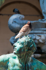 Pidgeon sitting on a statue