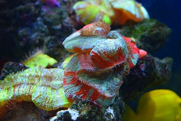 Corals are marine invertebrates within the class Anthozoa of the phylum Cnidaria. They typically live in compact colonies of many identical individual polyps © Taisiia