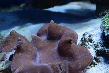Corals are marine invertebrates within the class Anthozoa of the phylum Cnidaria. They typically...