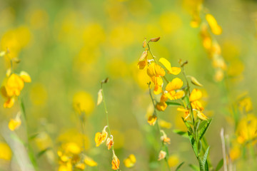 Close-up Yellow Crotalaria juncea flower with blurred Sunn hemp or Crotalaria juncea on background