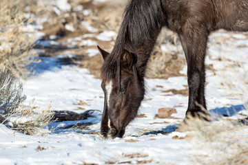 Wild horses browsing for food in the sagebrush