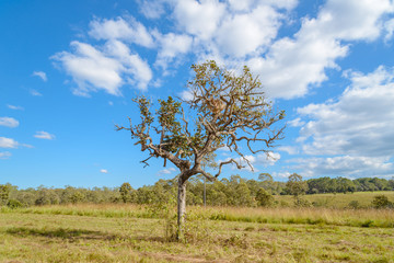 Fototapeta na wymiar Beautiful Tree in Thung Salaeng Luang National Park, Savanna in National Park of Thailand