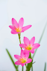 purple rain lily flower on white background.