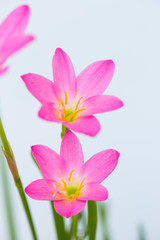 purple rain lily flower on white background.