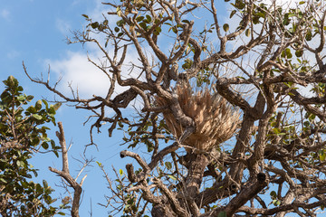 Beautiful Tree in Thung Salaeng Luang National Park, Savanna in National Park of Thailand