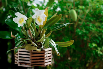 White bright cattleya orchid flower