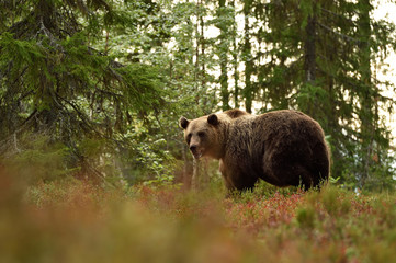 bear in forest