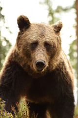 Fototapeta na wymiar brown bear face