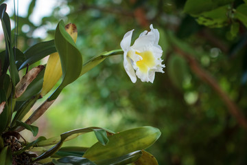 White bright cattleya orchid flower