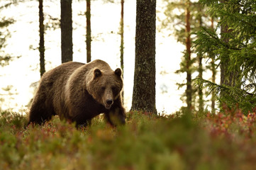 Obraz na płótnie Canvas bear in forest