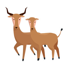 african antelopes couple wild characters