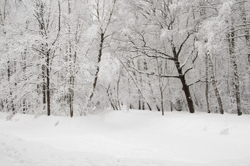 Winter landscape with a park