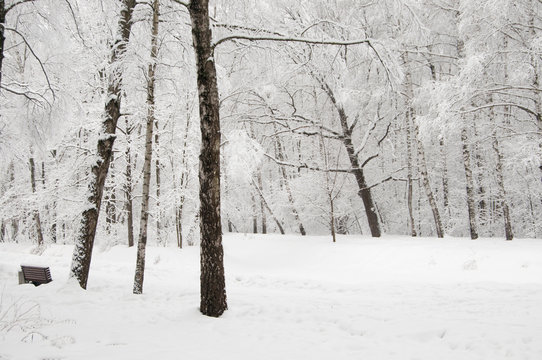 Winter landscape with a park © Alexander Kurlovich