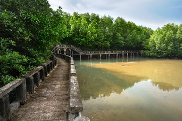 Cement walkway in mangrove forest on tropical Koh Chang island in Thailand