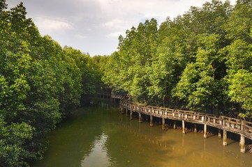 Fototapeta na wymiar Cement walkway in mangrove forest on tropical Koh Chang island in Thailand