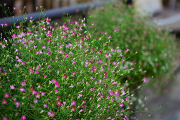 Close up Baby's Breath flower.