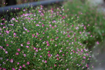 Close up Baby's Breath flower.