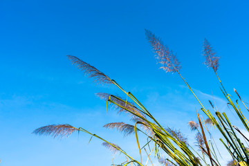 Flower grass with blue sky background.