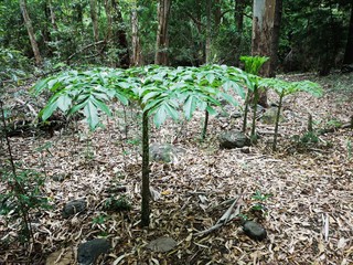 Black River Nationalpark Tamarin Mauritius