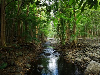 Black River Nationalpark Tamarin Mauritius