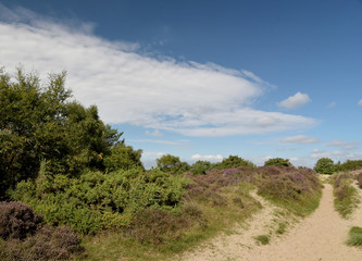 Fototapeta na wymiar Heather trail near Studland beach on Dorset coast