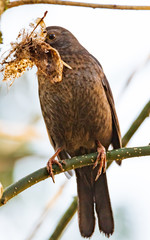 Black common bird female is collecting things to construct home. We are not like humans  Humans always depend on others. We never depend on others. We travel ourselves, we collect food ourself etc... 