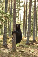 bear on tree, big male bear on tree