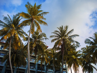 Facade of the hotel on a tropical island. Fluffy palm trees on a background of the building.