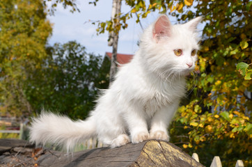  Each village house has a cat.