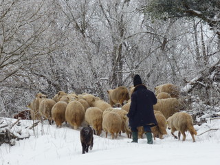 Naklejka premium Sheep flock and shepherd in snow